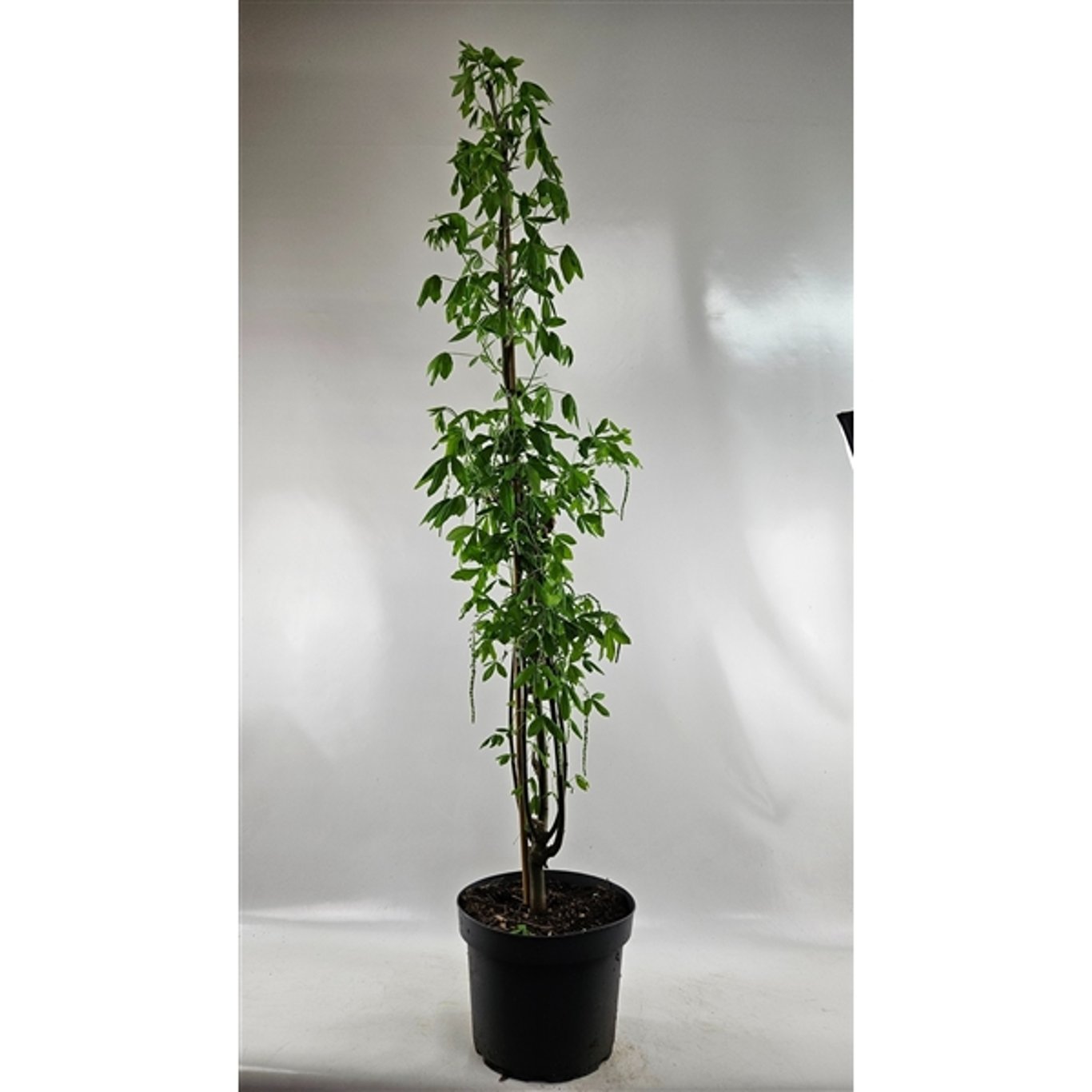 Gullregn – Laburnum watereri 'Vossii' - C15 150-200 CM